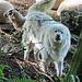 Zwei Herdenhunde wurden auf uns aufmerksam :-)
