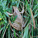 Ein Grasfrosch.