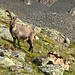 Ein schöner noch junger Steinbock. 