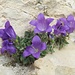 Dolomiten-Glockenblume
