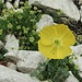 Blumenstrauß