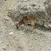 Jungbock