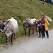 Kühe streicheln an der Taschachalp