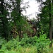 Der Hohenstein, ein schön im lichten Hochwald gelegener, ca. 60 Meter langer und 17 Meter hoher Quarzitfels, der mit seinen vier, fünf Metern Breite eigentlich einen veritablen Grat bildet. 