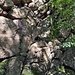 Die zweite leichte Route zieht sich durch die Südwand, nur wenige Meter neben dem schrägen Spalt. Leicht zu erkennen, hier springt die Mauer ein bissl zurück.