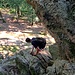 Nun weit zurückgelehnt unter einem abdrängenden Felsen hindurch ausgesetzt nach rechts hinaus und gleich scharf links, die letzten Stufen nach Osten hinunter.
