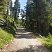 zur Lyfialm auf Forstweg...