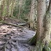 oberhalb Schönisei auf einem Wurzelweg ...