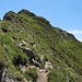 Im oberen Bereich verläuft der Weg im Nordhang zwischen Alpenrosen.