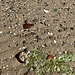 Beim Ostanleger gibt es Strandglas. Leider ist es noch viel zu "neu" und tellweise scharfkantig. Also Vorsicht!