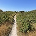 Wer es eilig hat, könnte von der Aussichtsplattform über einen Fahrweg direkt in den Ort spazieren. Ich nehme lieber diesen angenehmen Pfad...