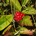 Steinbeeren, schmecken nicht schlecht