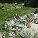 Murmeli auf der Lauer beim Refuge du Fond d'Aussois