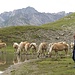 Überraschend ist eine Herde Haflinger am Steinsee aufgetaucht