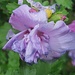 Regentropfen auf Blüte I