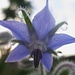 Regentropfen auf Blüte VI - Detailstudie