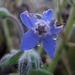 Regentropfen auf Blüte III