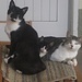 1, 2,3..Katzen ...