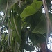 Trompetenbaum - Catalpa bignonioides I