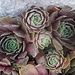 Schöne Gruppe und die Anordnung der "Blätter" ist hochkomplex.<br /><br /><i>Form follows function: Bei der Hauswurz (Sempervivum) folgt die Blattanordnung einem höheren Zweck, nämlich der maximalen Lichtausbeute</i><br /><br />Quelle und ausführlicher erklärt auf:<br /><a href="https://www.garten.ch/mathematik-und-geometrie-in-gestalt-pflanzen" rel="nofollow" target="_blank">https://www.garten.ch/mathematik-und-geometrie-in-gestalt-pflanzen</a>