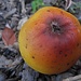 Zur Abwechslung mal Obst