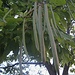 Trompetenbaum - Catalpa bignonioides II