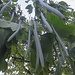Trompetenbaum - Catalpa bignonioides III