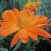 Regentropfen auf Blüte IV - mit Gast