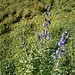 Blauer Eisenhut