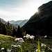 Untere Wengenalpe im ersten Licht