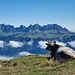 Die Kuh geniesst die Aussicht auf die Alvierkette