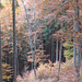 stimmungsvoller Herbstwald