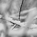 Endlich gibt es Neuschnee