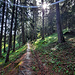 Le long de l'ancien bisse d'Hérémence.