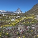 Blumen mit Matterhorn