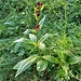 Gentiana purpurea L.<br />Gentianaceae<br /><br />Genziana porporina<br />Gentiane pourpre<br />Purpur-Enzian
