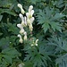 Aconitum lycoctonum L.<br />Ranunculaceae<br /><br />Aconito giallo <br />Aconit tue-loup <br /> Gelber Eisenhut, Wolfswurz