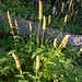 Phyteuma spicatum L.<br />Campanulaceae<br /><br />Raponzolo giallo <br />Raiponce en épi <br />Ährige Rapunzel