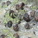 Granat