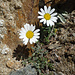 Prächtige Alpen-Wucherblumen auf dem mittleren Dirrugrat