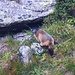 Ein Alpenmurmeltier (Marmota marmota) pfiff und rannte unterhalb der Felsstufe „Paré Granda“ als ich wieder bei der Geröllrinne „Val Puspes“ auf 2140m ankam wo alle Schwierigkeiten zu Ende waren.