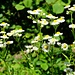 Bleame am Wegesrand