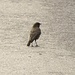 Phoenicurus ochruros<br />Muscicapidae<br /><br />Codirosso spazzacamino<br />Rougequeue noir<br />Hausrotschwanz