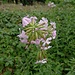 Saponaria officinalis L.<br />Caryophillaceae<br /><br />Saponaria comune <br /> Saponaire officinale <br /> Echtes Seifenkraut
