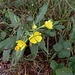 Oenothera parviflora aggr.<br />Onagraceae<br /><br />Enagra a fiore piccolo <br /> Onagre à petites fleurs <br /> Kleinblütige Nachtkerze