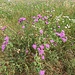 Centaurea jacea L.<br />Asteraceae<br /><br />Fiordaliso stoppione <br />Centaurée jacée <br />Wiesen-Flockenblume