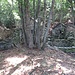 Baite nel bosco.