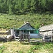 Il gregge di Martina all’Alpe Pozzolo, con le capre che allegramente sono salite sul tetto delle baite.
