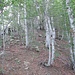 Ripresa la cresta boscosa, si risale ancora con ripida pendenza per circa 200 m.