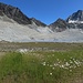 Linaigrettes au bord du lac sous la langue du glacier